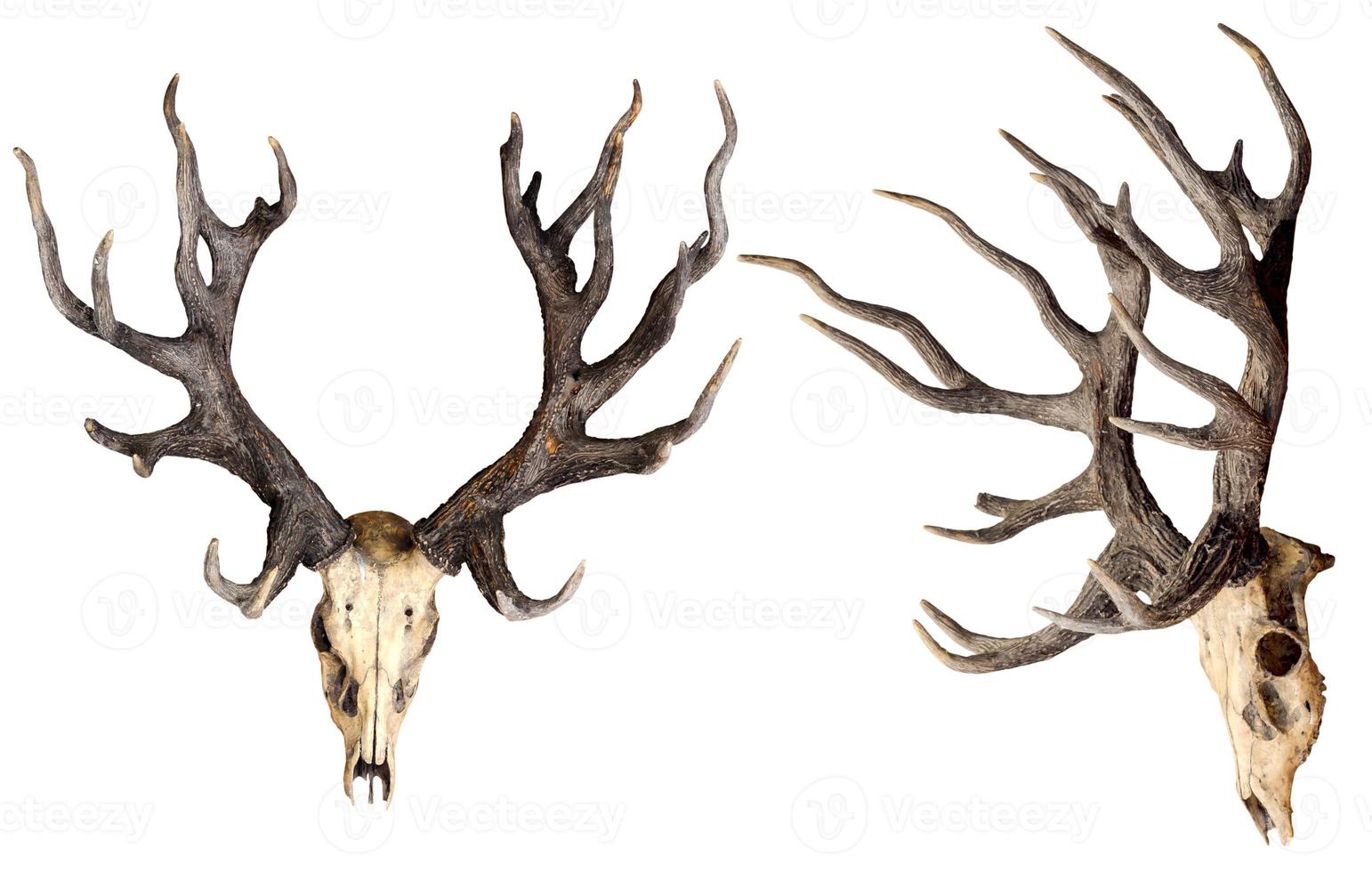 Schomburgk's deer head skull isolated on white background, Extinct animals photo