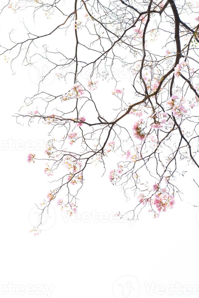 texture of tree branch and pink flower on white background photo