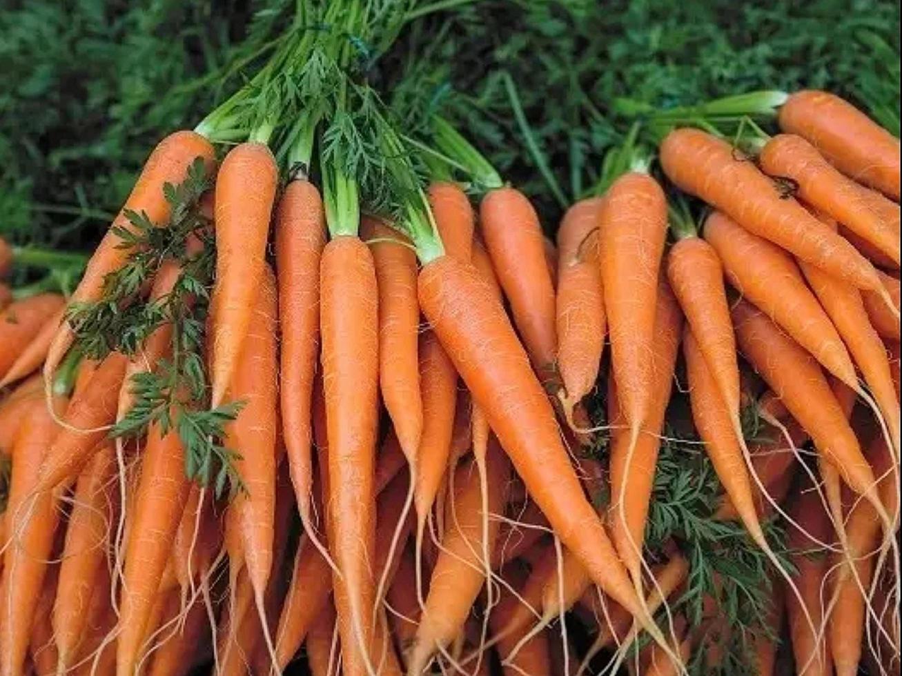 carrots ready to harvest photo