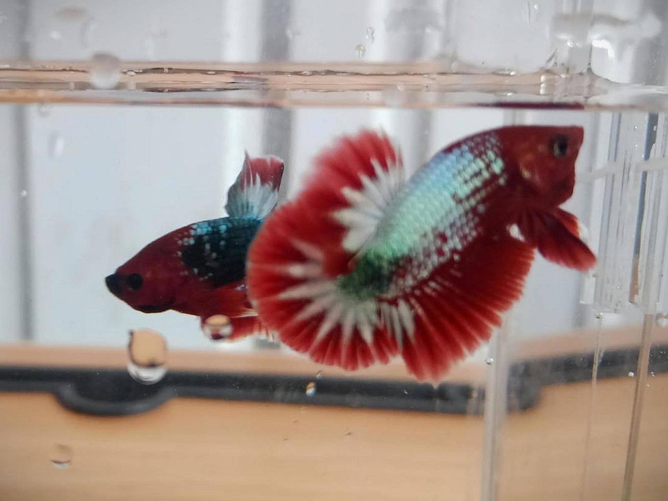 a pair of red betta fish in a small aquarium photo