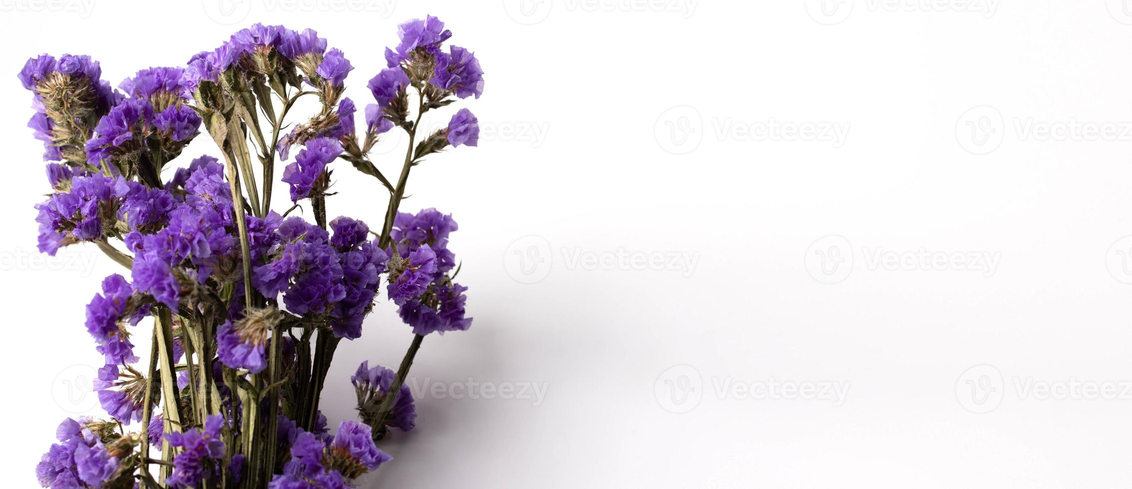 Purple flowers on a white background. Space for text input. photo