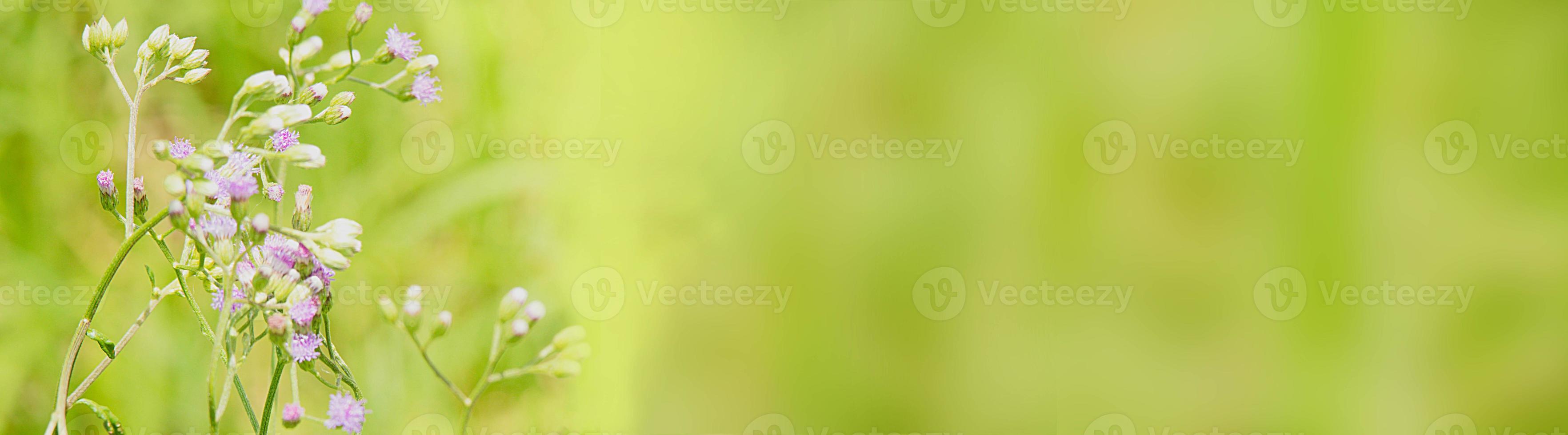 Natural view, beautiful, bright green on blur area. Copy space for text using as summer background photo