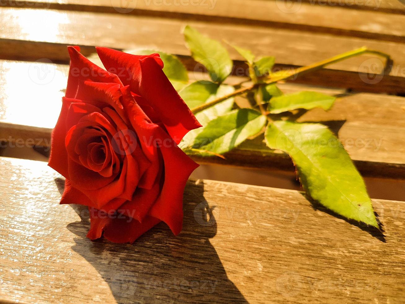 rosa roja de amor foto