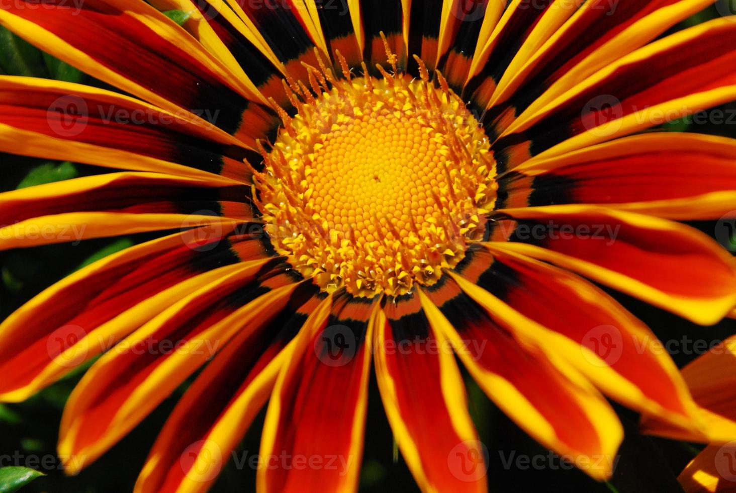 yellow and red gazania flower photo