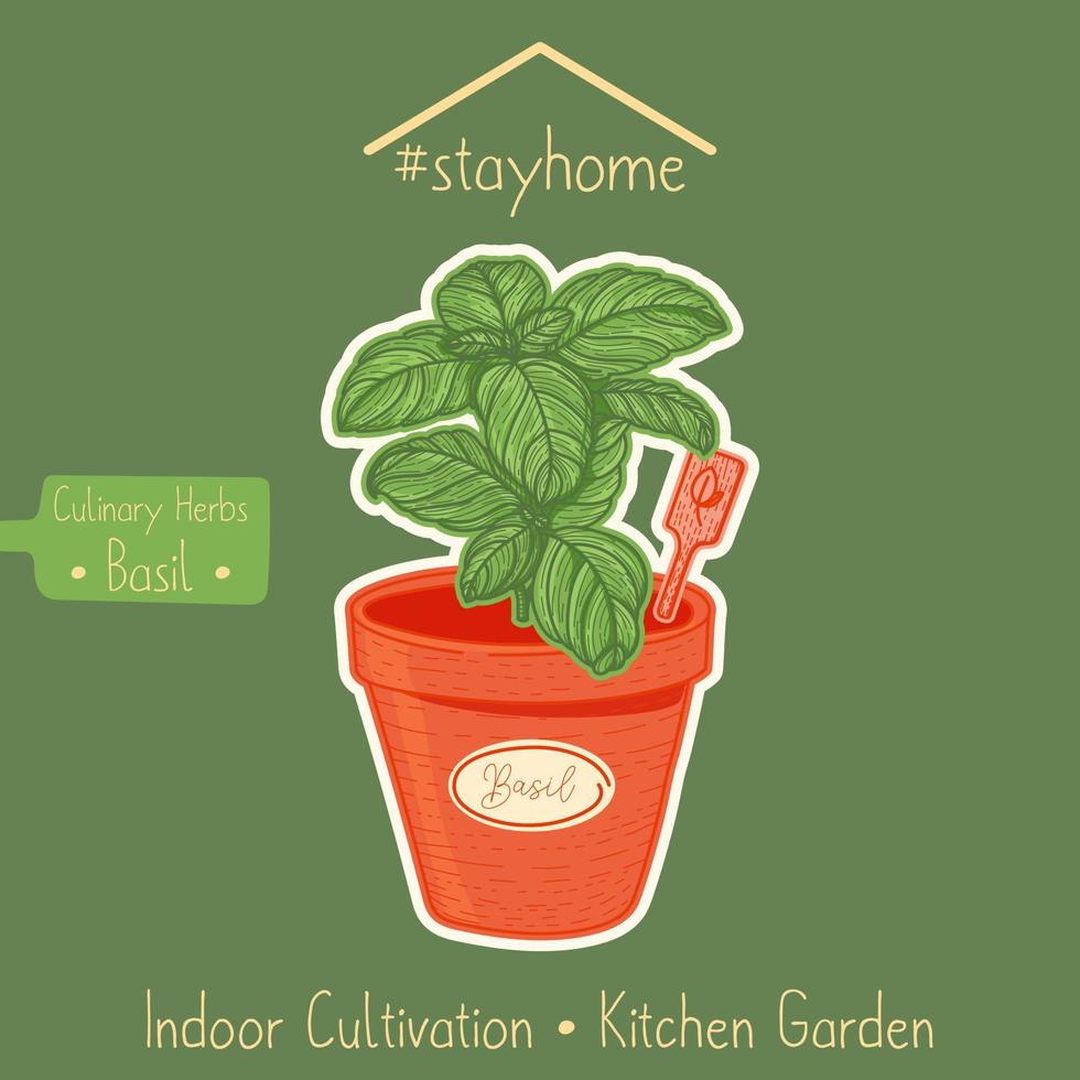 Stay home and farming, basil in a kitchen garden, hand-draw sketching illustration vector