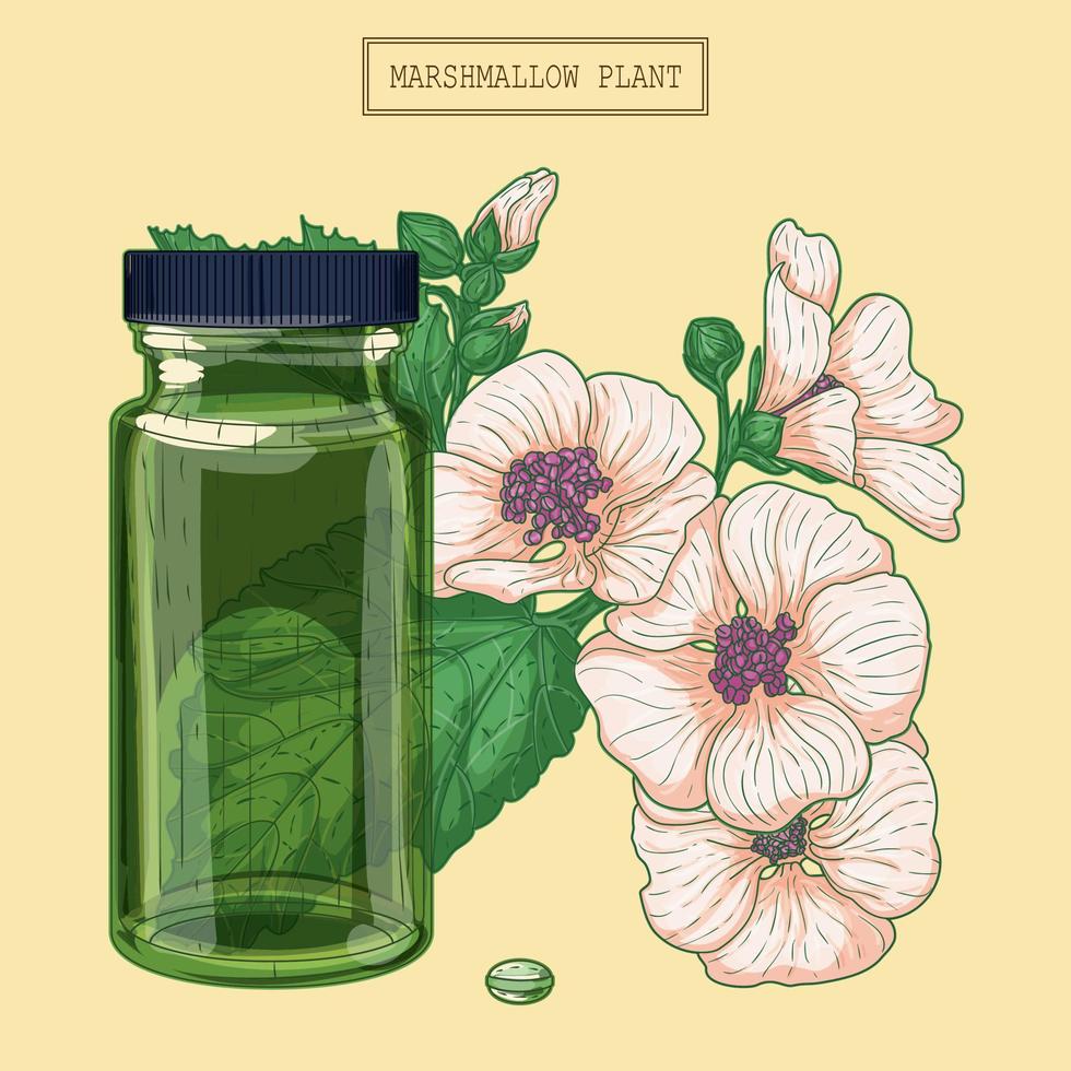 flores de malvavisco medicinales y vial de vidrio verde, ilustración botánica dibujada a mano en un estilo moderno y moderno vector