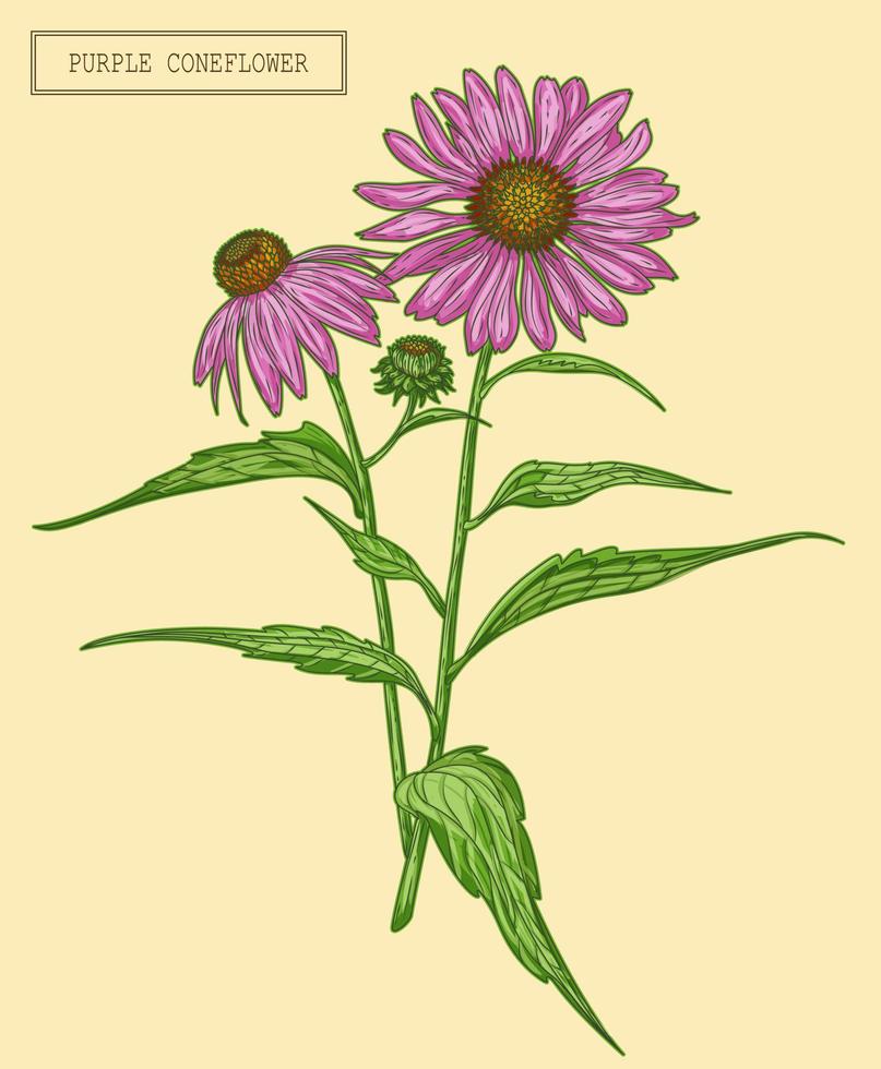 rama de coneflower púrpura médica, ilustración dibujada a mano en un estilo retro vector