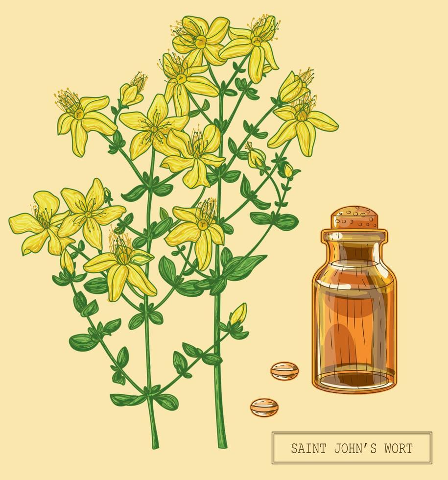 Medical Saint Johns wort blooming full plant, hand drawn botanical illustration in a trendy modern style vector