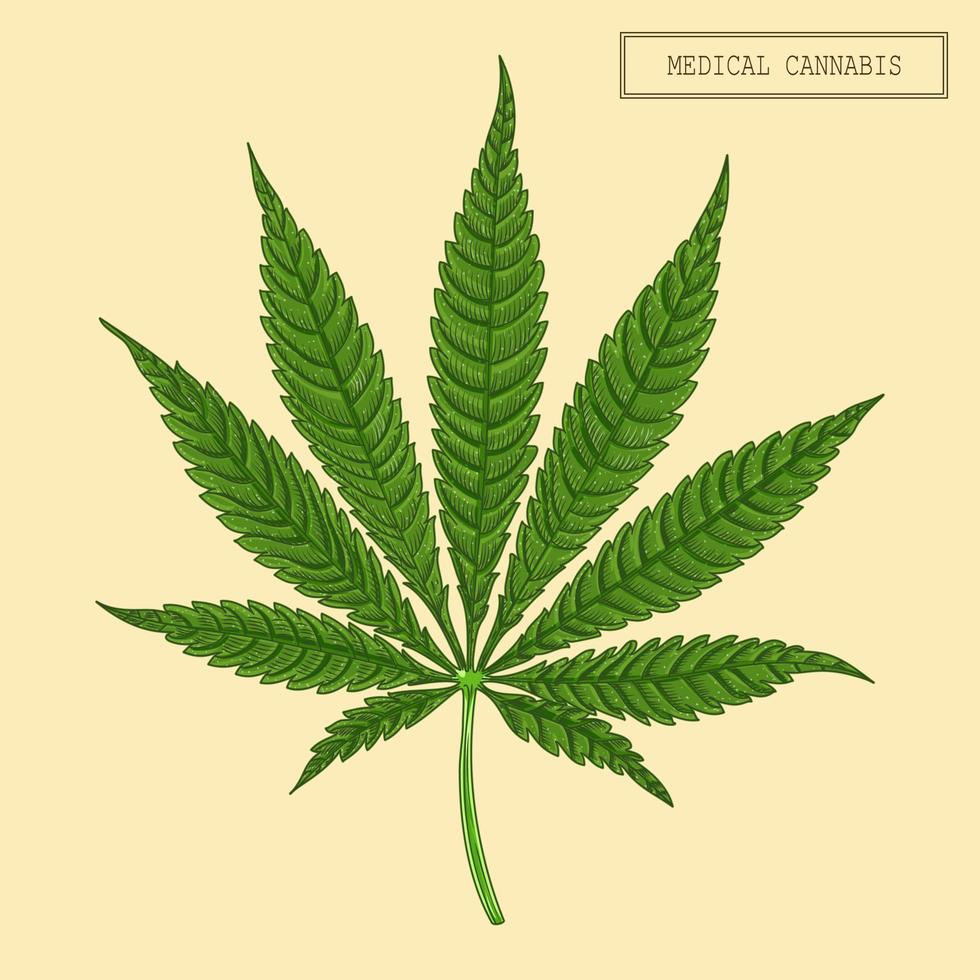 cannabis medicinal marihuana hoja de nueve puntas, ilustración dibujada a mano en un estilo retro vector