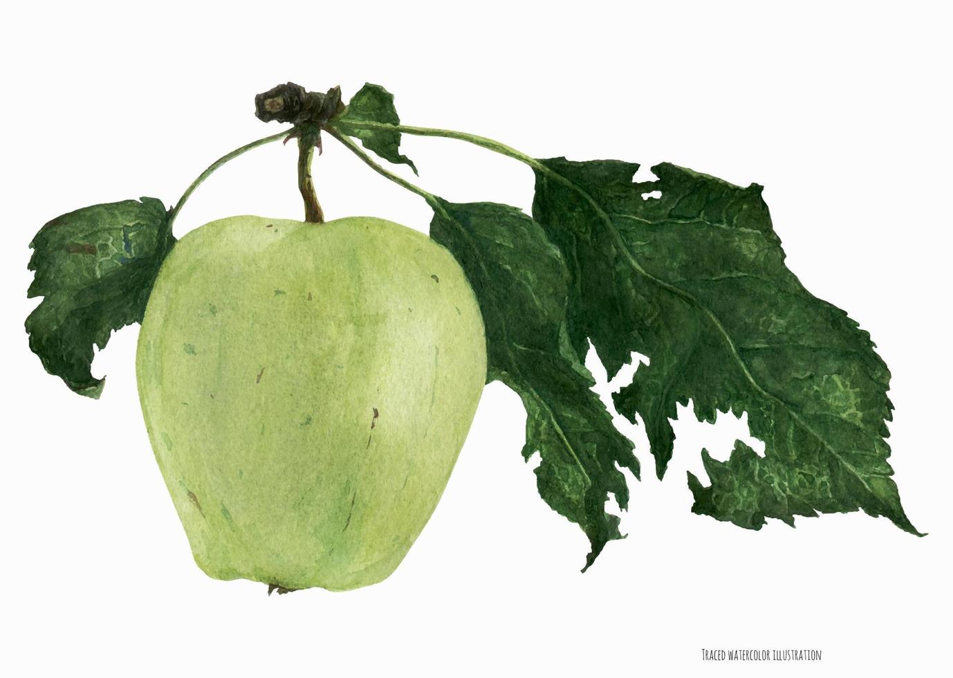 Green Apple Fruit with Leaves, botanical realistic traced watrecolor vector
