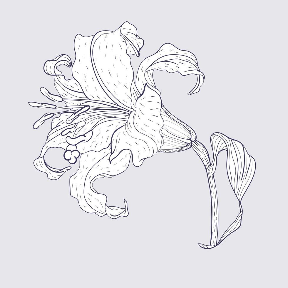 Asian Lily Flower, line art style illustration vector