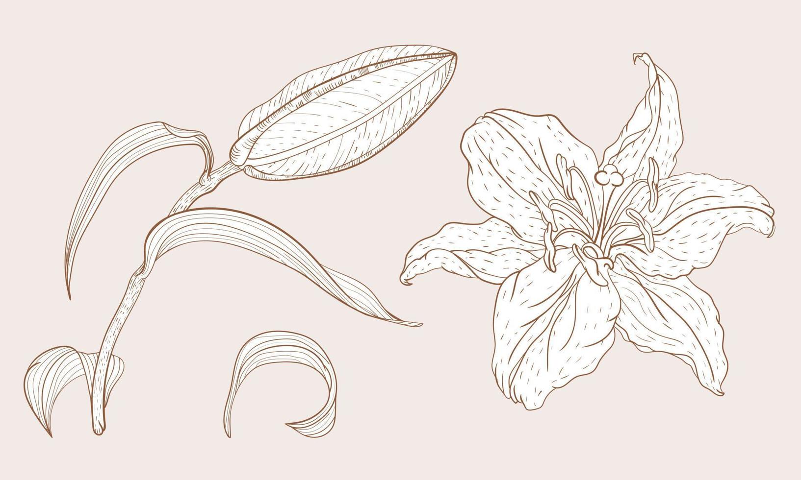 capullo de lirio oriental asiático y flor en estilo de dibujo vintage vector