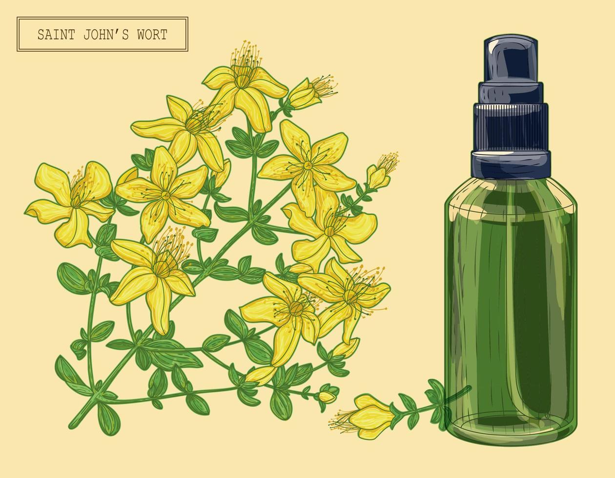 Medical Saint Johns wort blooming branch and sprayer, hand drawn botanical illustration in a trendy modern style vector