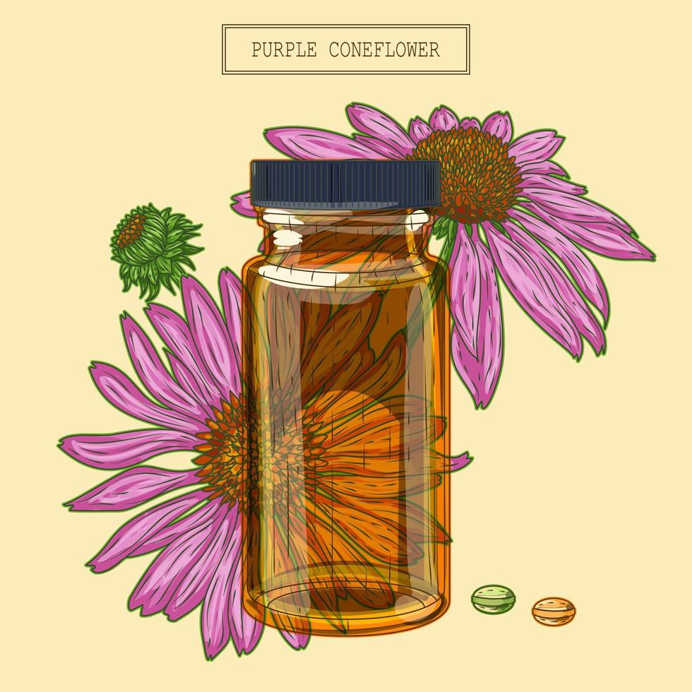 Purple echinacea flowers and vial and pills, hand drawn illustration in a retro style vector