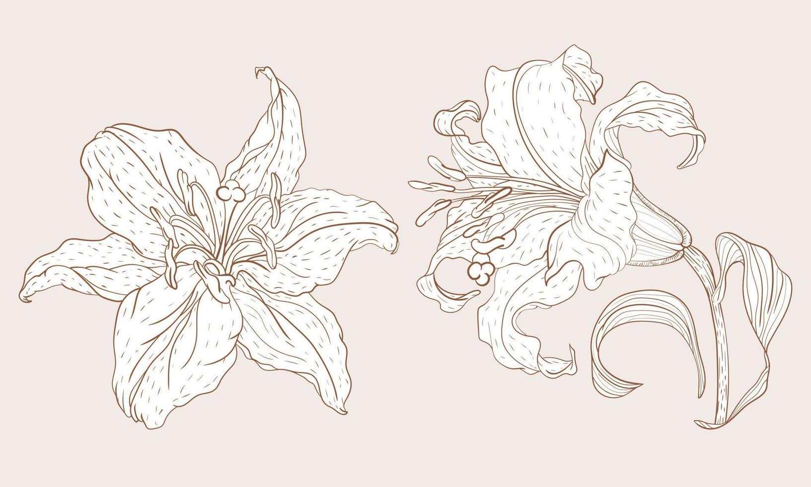 Asian Lily inflorescence and steam flower in vintage sketching style vector