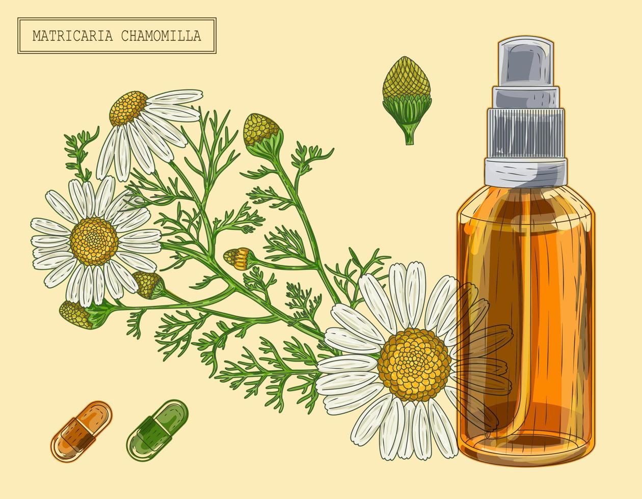 Medical chamomille branch and flowers and sprayer, hand drawn illustration in a retro style vector