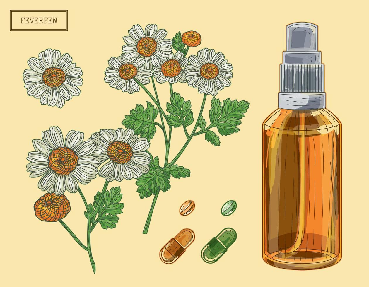 Medical Feverfew branch and flowers and sprayer, hand drawn illustration in a retro style vector