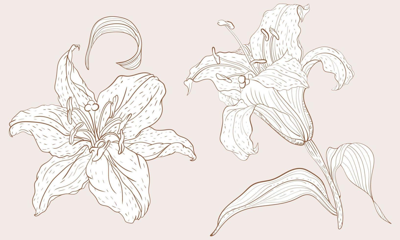 Oriental Lily inflorescence and steam flower in vintage sketching style vector