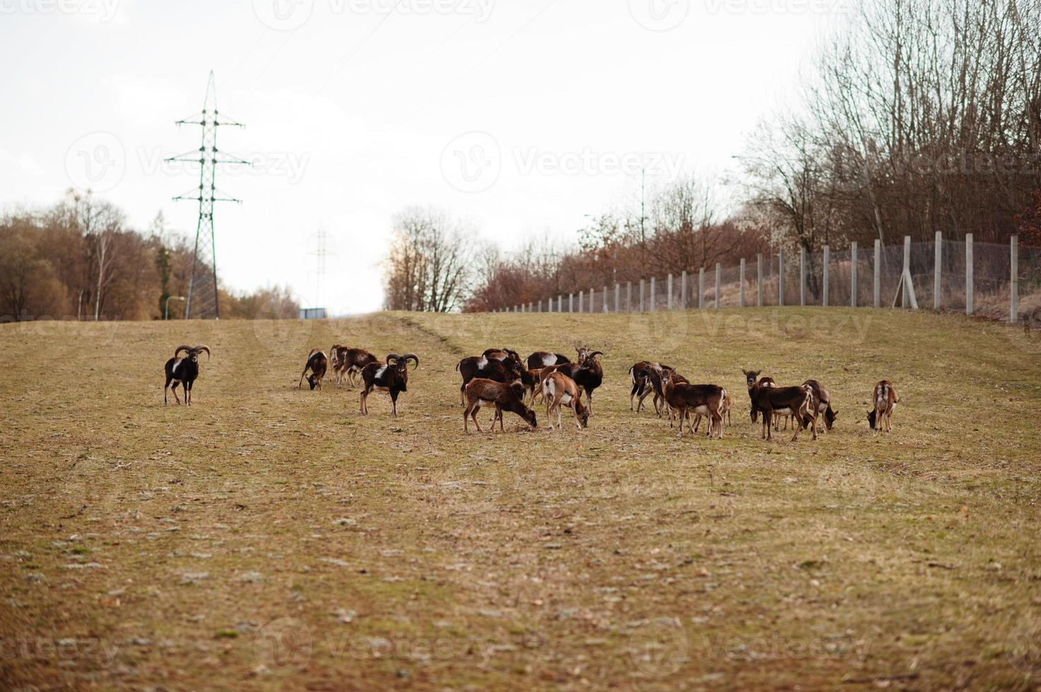 Roe deers and rams in early spring meadow. Obora Holedna park, Brno, Czech Republic. photo