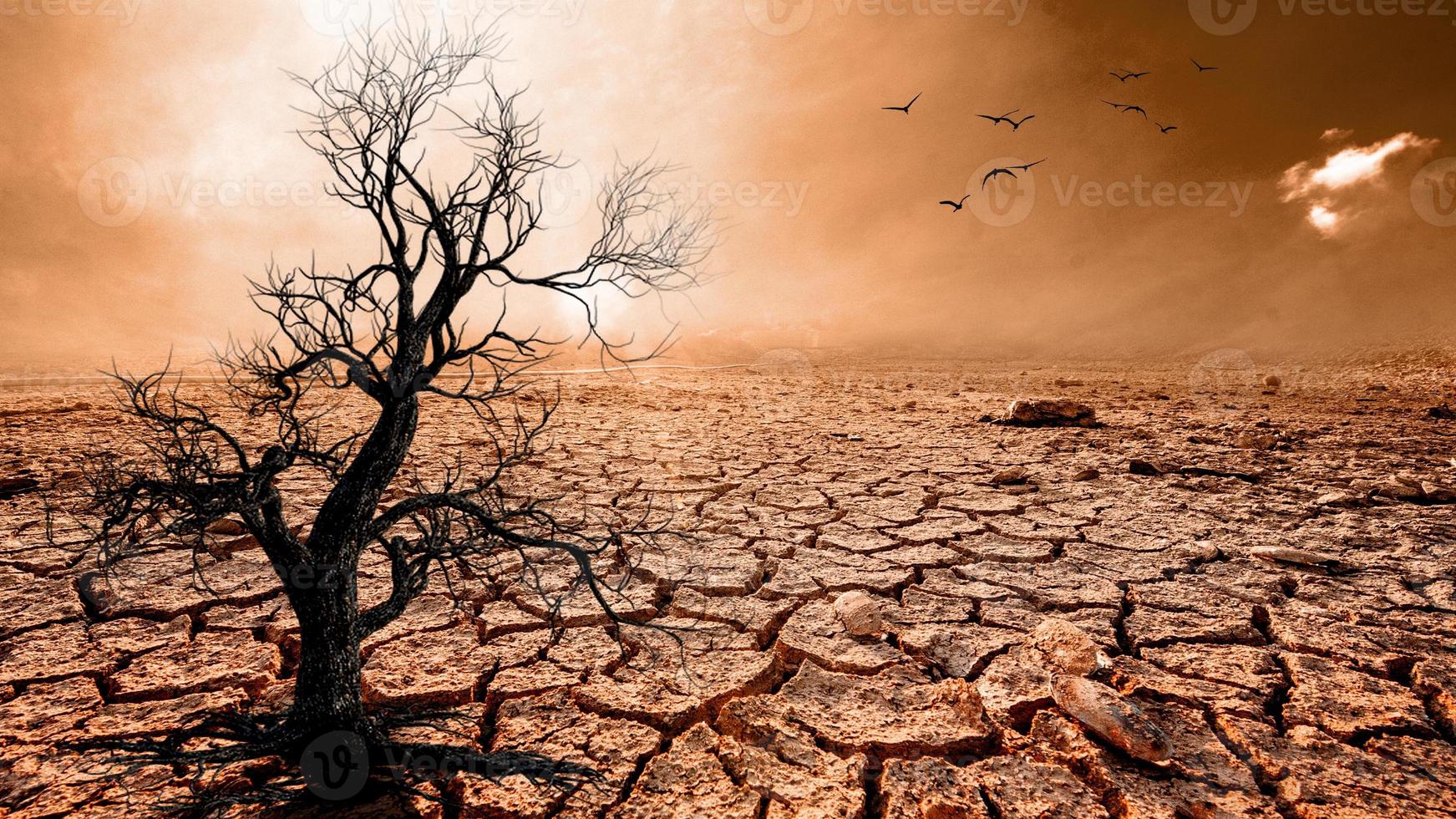 Trees die in a barren land because of global warming. 8041263 Stock