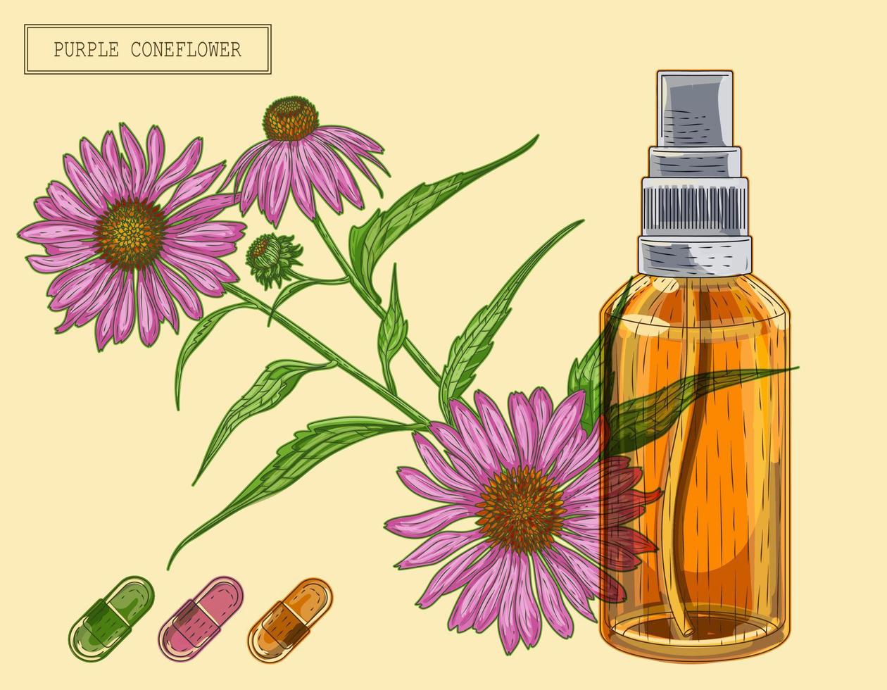 Medical purple coneflower branch and sprayer, hand drawn illustration in a retro style vector