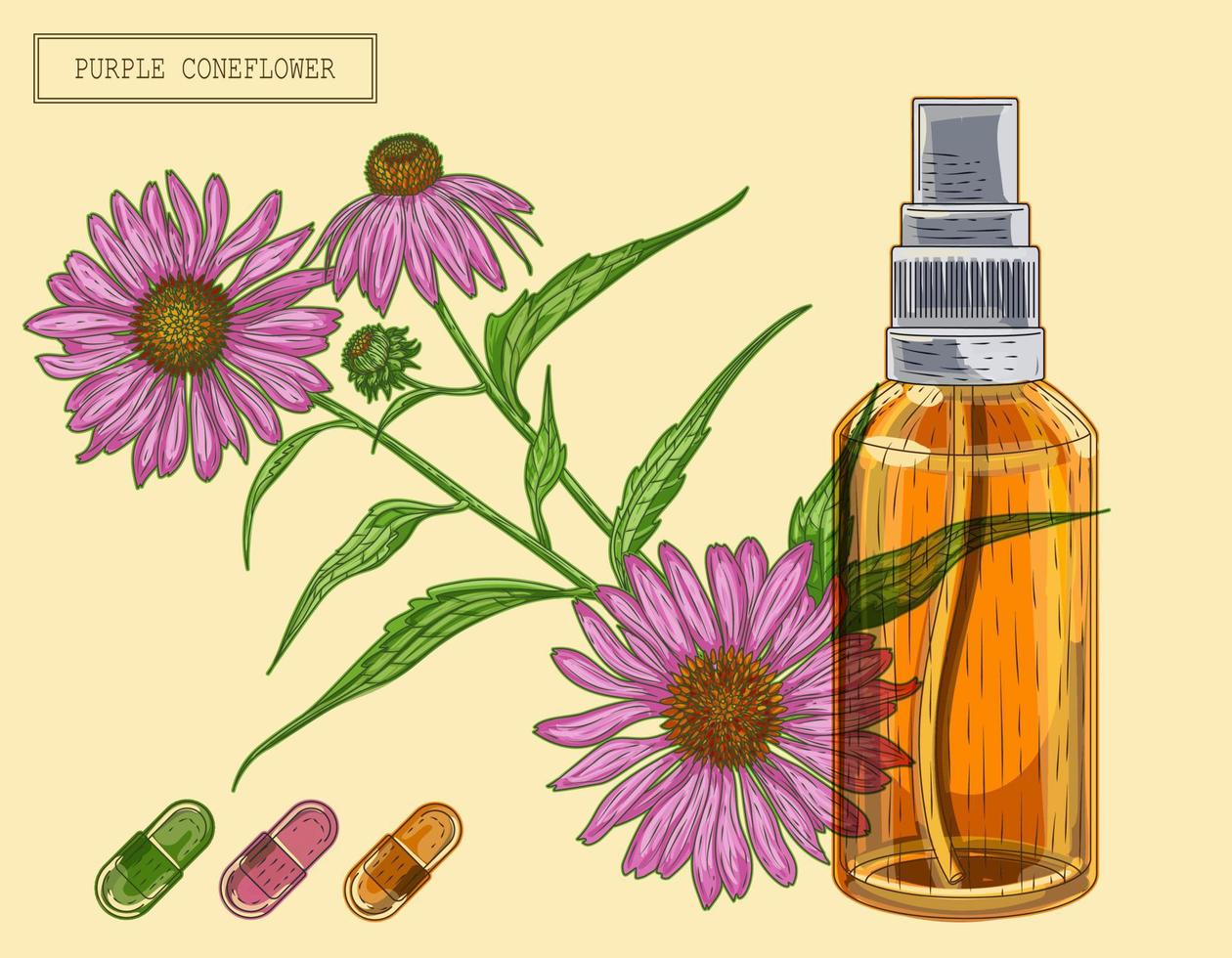 rama y rociador de coneflower púrpura médico, ilustración dibujada a mano en un estilo retro vector