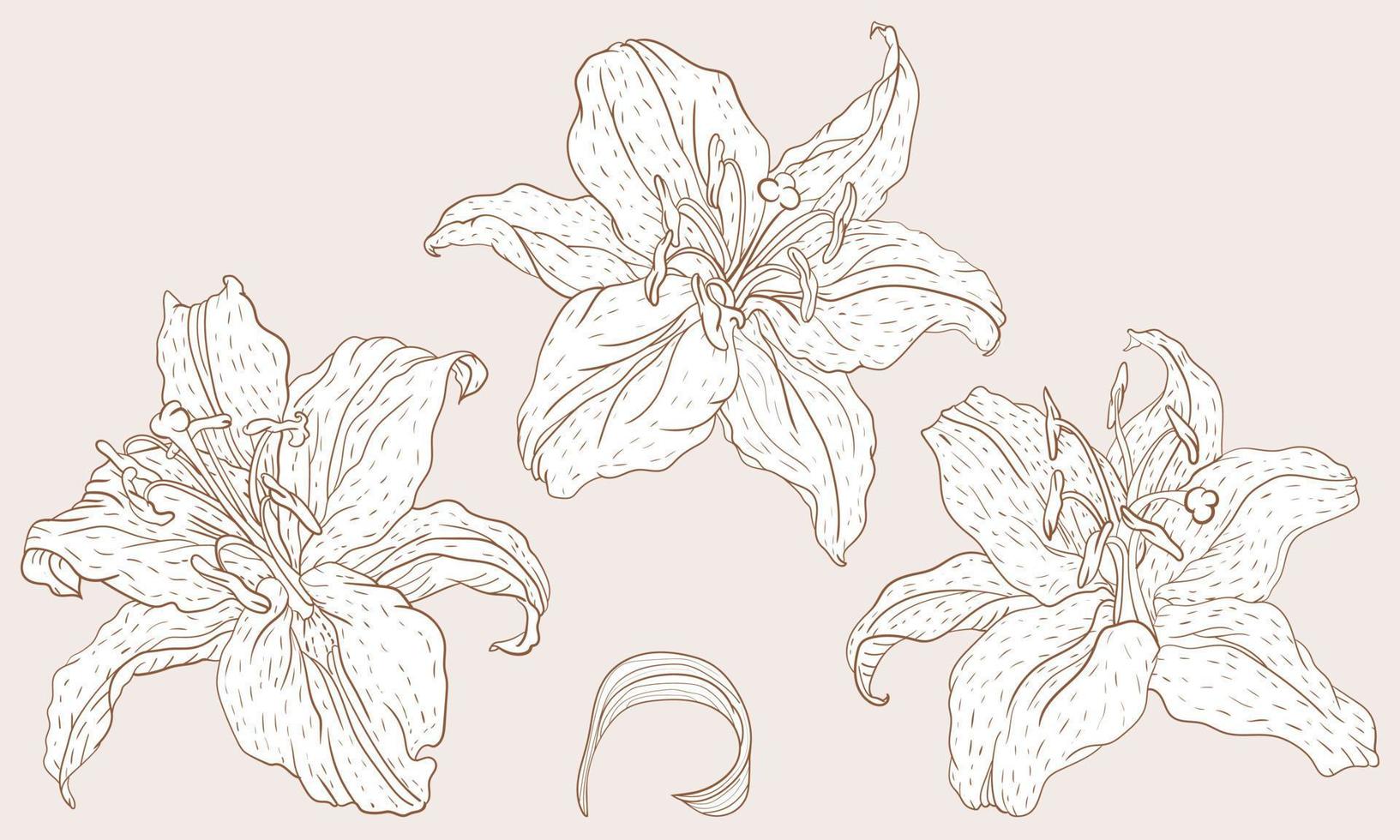 Oriental Lily three flowers in the vintage line art style vector