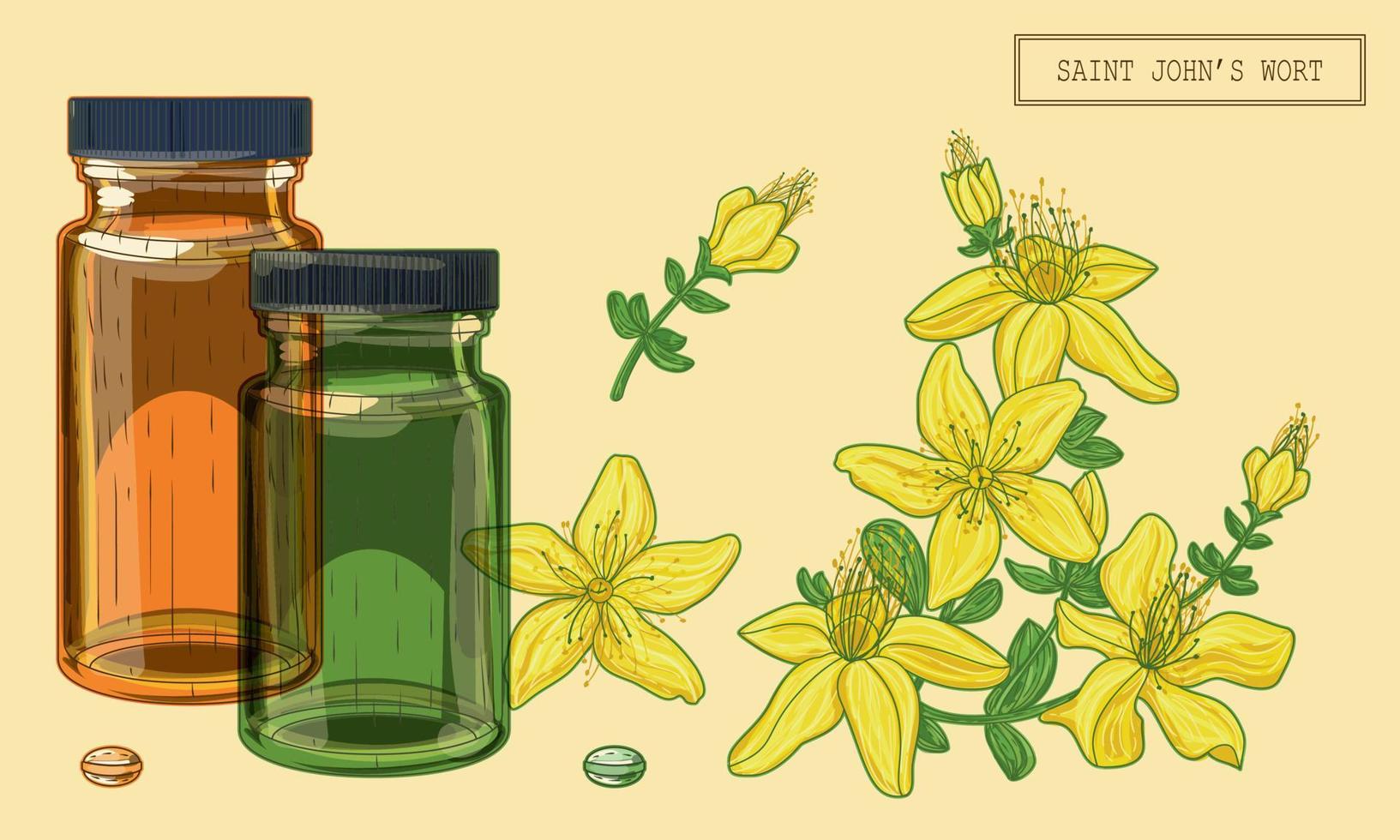 Saint Johns wort flowers and vials, hand drawn botanical illustration in a trendy modern style vector