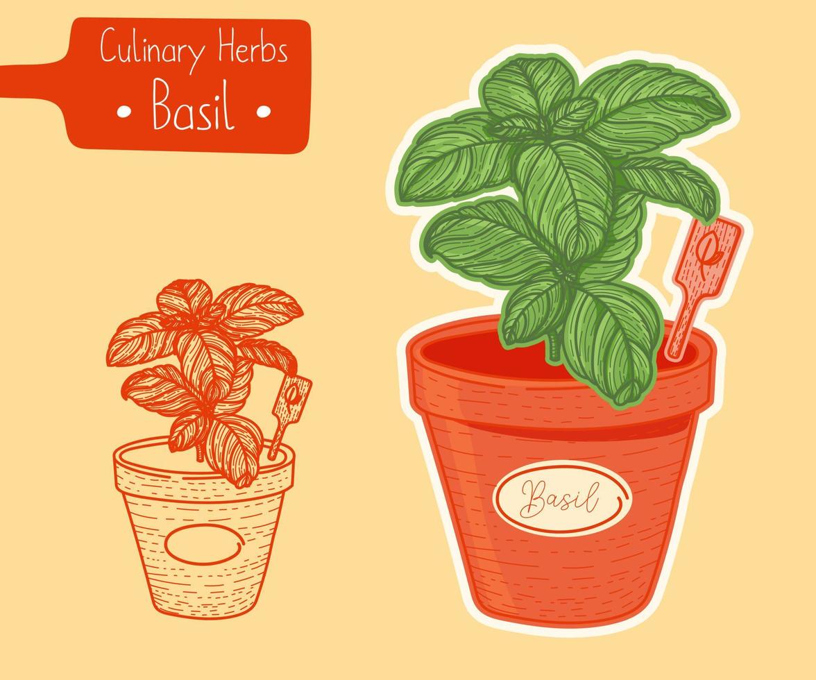 Food and culinary herb Basil growing in a pot, hand-draw sketch illustration vector