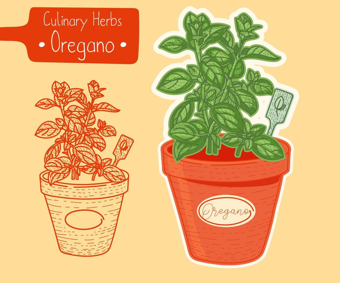 medicina y orégano de hierbas culinarias que crecen en una olla, ilustración de boceto a mano vector