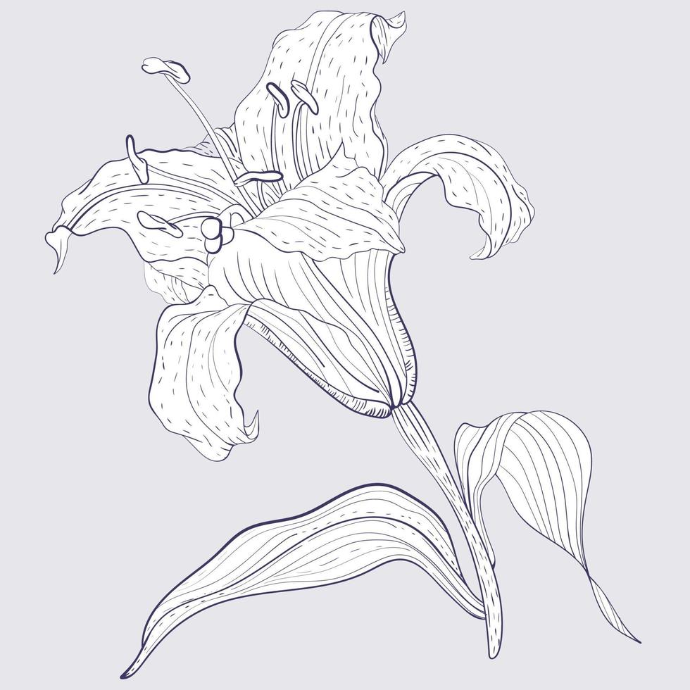 Oriental Lily flower, line art style illustration vector