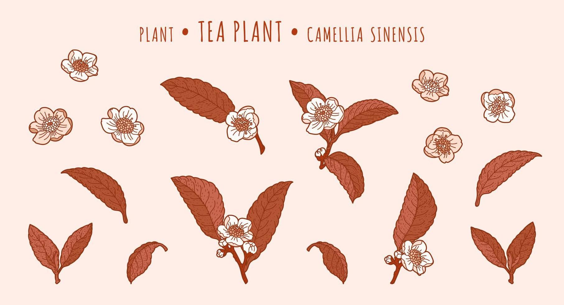 Tea plant. Camellia leaves and flowers on a branches in the hand-drawn technique vector