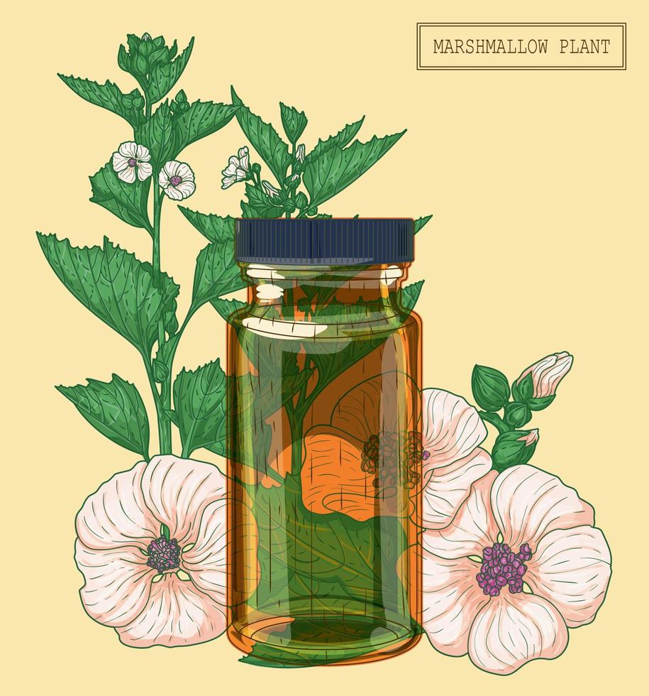 flores de malvavisco medicinales y vial de vidrio marrón, ilustración botánica dibujada a mano en un estilo moderno y moderno vector
