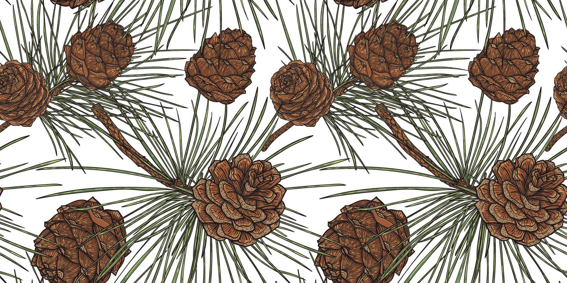 Cedar branches with cones botanical seamless pattern, white background vector