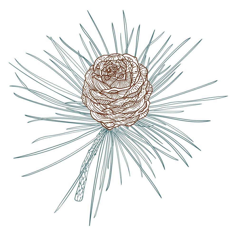 Realistic Cedar branch with cones, line art illustration vector