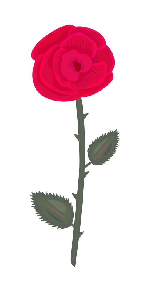 Single big red rose with leaves vector