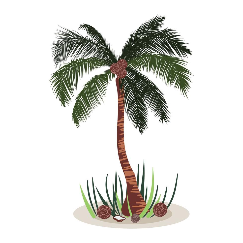 Palm tree isolated with coconuts around. Standing tropical palm tree. vector