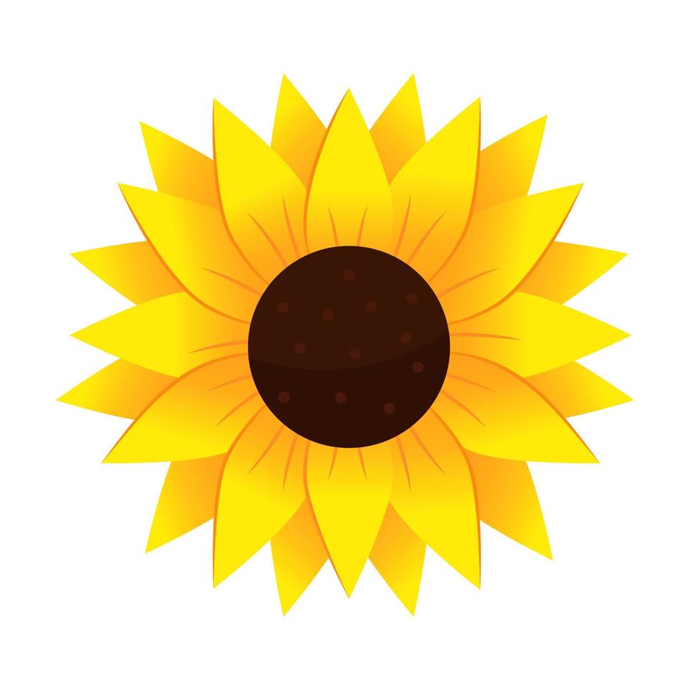 Yellow sunflower in cartoon style. Vector illustration isolated on white background.