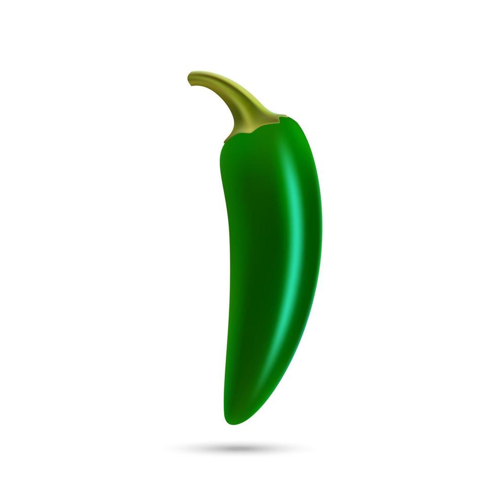 pimiento jalapeño natural caliente verde realista vector