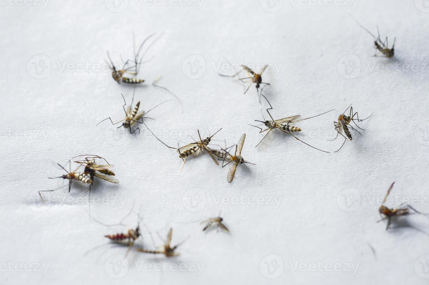 un gran número de mosquitos muertos sobre un fondo blanco. foto