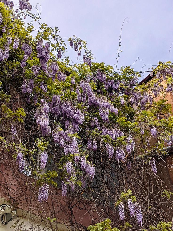 Lilac pink and purple flowers. photo