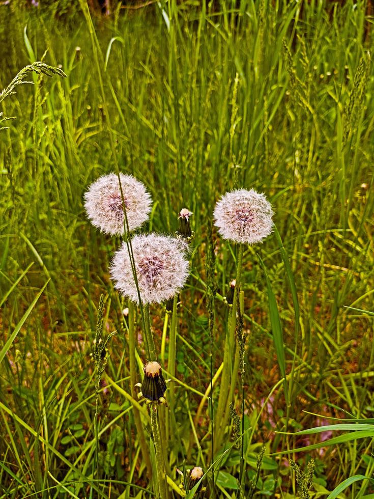 3 dandelions in a grass, close up photography. photo