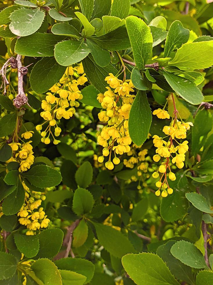 Yellow hanging flowers in a park photo