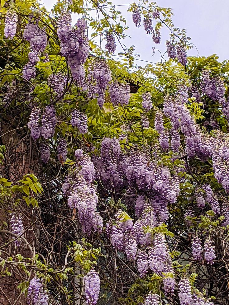 Lilac pink and purple flowers. photo