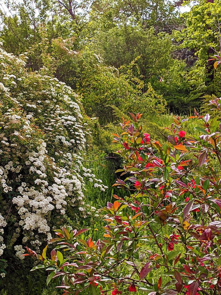 Beautiful park. Summer panorama. photo