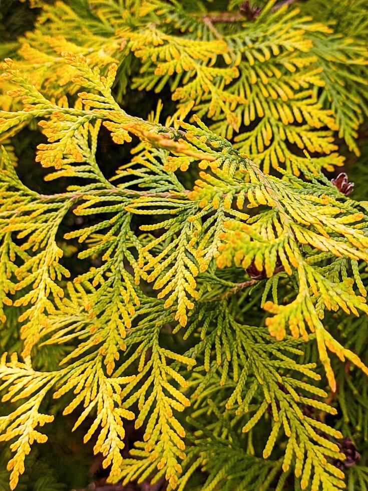 arborvitae tree, close up leaves in green and yellow color. photo