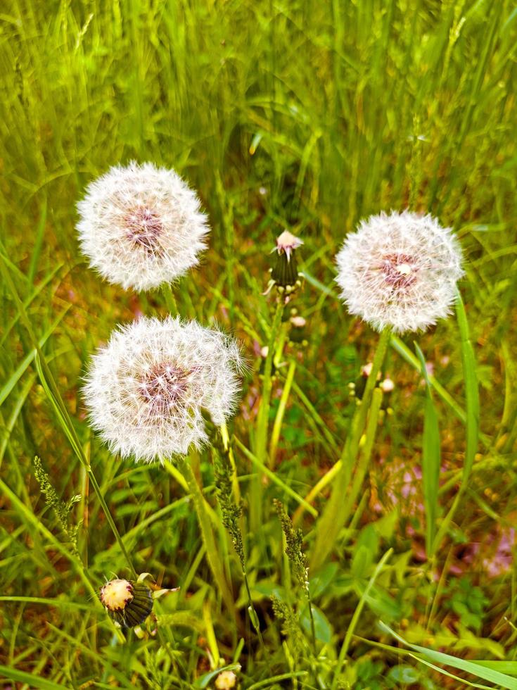 3 dandelions in a grass, close up photography. photo