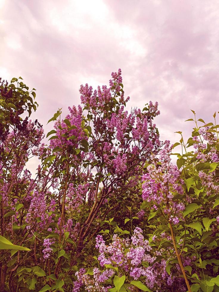 Lilac pink and purple flowers. photo