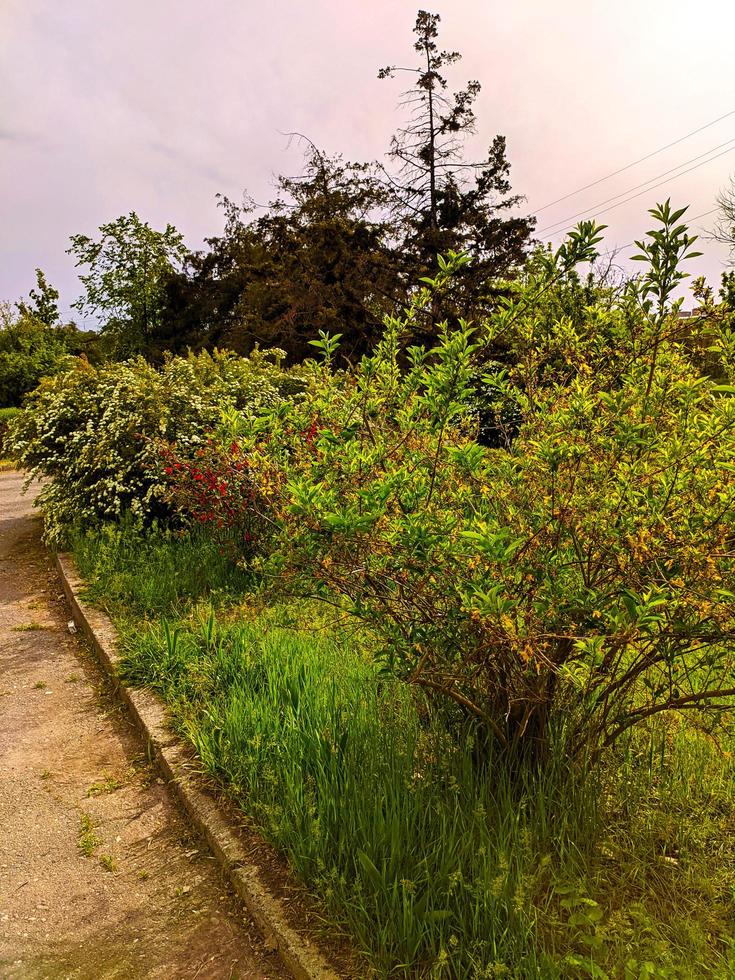 Green garden. Beauty in nature photo