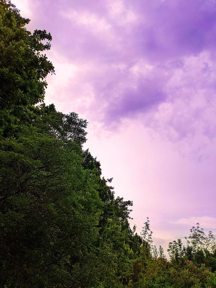 Trees and a sky. Beauty in nature, nature landscape. photo